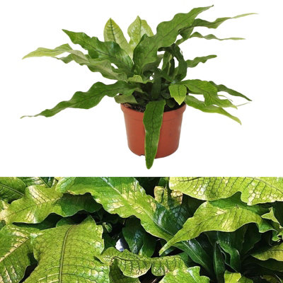 Carbeth Plants Microsorum Crocodyllus FernCrocodile Fern In 12Cm PotEasy To Maintain from B&Q