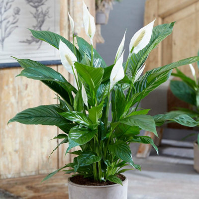 Carbeth Plants Spathiphyllum Peace Lily AlanaAir Purifying House Plant In 13Cm Pot from B&Q