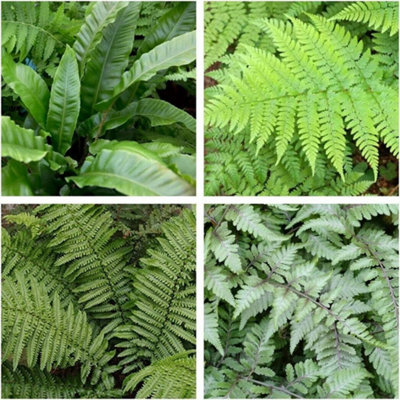 Carbeth Plants 4 X Fern Plant Mix In 9Cm PotsReady To Plant Outdoor FernsMixed Varieties from B&Q