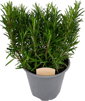 Carbeth Plants Rosemary Bush 14Cm PotReady To Plant In The Garden And Used For Culinary Purposes from B&Q