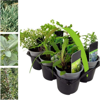 B&Q -  6 X Herb PlantsIncluding Herbs Like RosemaryCorianderMintChivesLavender9Cm Pots Ready To Plant