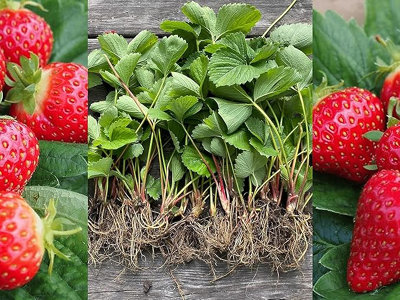 Carbeth Plants 10 X Strawberry Mixed Bare RootsA Mix Of High Yielding Varieties from B&Q