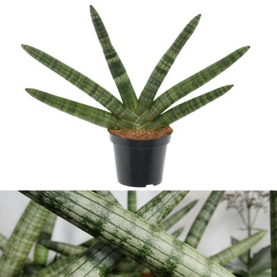 Carbeth Plants Sansevieria Cylindrica SkylineSnake Plant In 8.5CmEasy To Maintain from B&Q