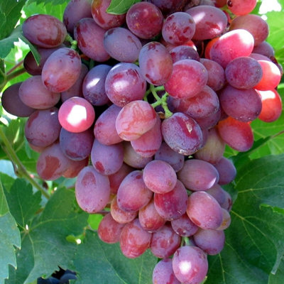 Carbeth Plants Red Grape Plant In 9Cm PotFruit PlantsGrow Your Own Fruit Garden from B&Q