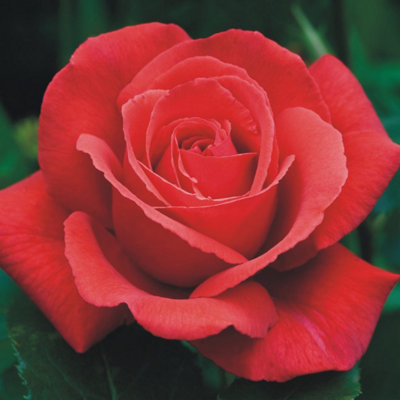 Carbeth Plants Rose Bush 'fragrant Cloud'Highly Scented Hybrid Tea Rose Bush In 3 Litre Pot from B&Q