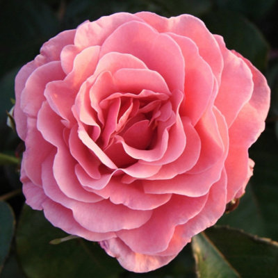 Carbeth Plants Rose Bush 'amazing Grace'Blousy Hybrid Tea Fragrant Rose Bush In 3 Litre Pot from B&Q