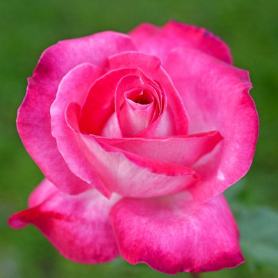 Carbeth Plants Rose Bush 'gaujard'Double Petalled Hybrid Tea Rose Bush In 3 Litre Pot from B&Q