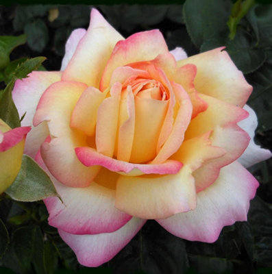 Carbeth Plants Rose Bush 'peace'Two-Toned Hybrid Tea Scented Rose Bush In 3 Litre Pot from B&Q