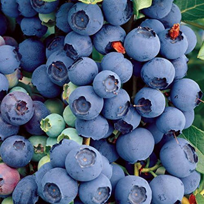 Carbeth Plants Blueberry Plant 'bluecrop' In 9Cm PotFruit PlantsGrow Your Own Fruit Garden from B&Q