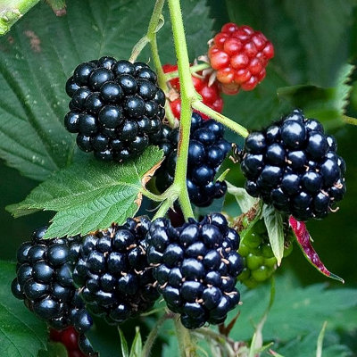 Carbeth PlantsFruit PlantsGrow Your Own Fruit GardenRubus Thornless Blackberry Plant In 12Cm Pot from B&Q