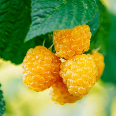Carbeth Plants Raspberry Plant 'fallgold' In 12Cm PotFruit PlantsGrow Your Own Fruit Garden from B&Q