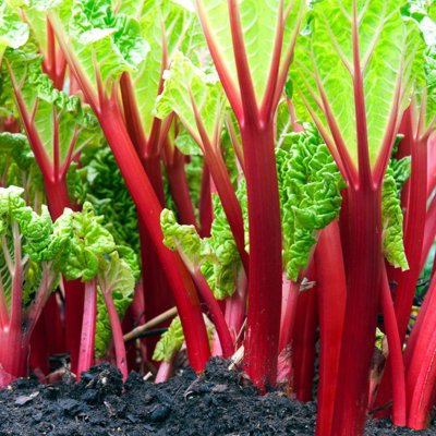 Carbeth Plants 2 X Rhubarb Crown PlantsFruit PlantsGrow Your Own Fruit Garden from B&Q