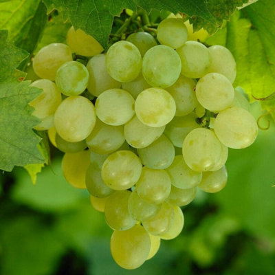 Carbeth Plants White Grape Plant In 9Cm PotFruit PlantsGrow Your Own Fruit Garden from B&Q