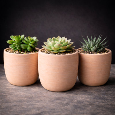 GardenSkill Scandi Style Indoor Plant Pot 12.5CmPale ClayPack 3Small Flowerpot Planter & Drip Tray For Succulents Herb Cactus Home Decor from B&Q