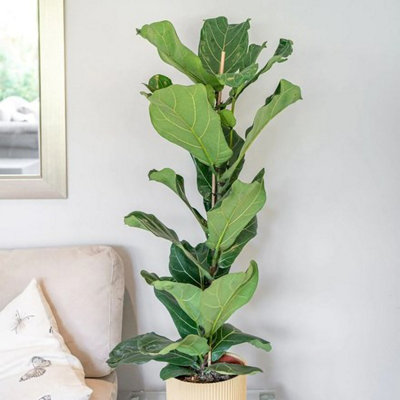 Plant Theory Ficus Lyrata Indoor Houseplant Fiddle Leaf Fig Office 90Cm House Plant Xl 21Cm Pot from B&Q