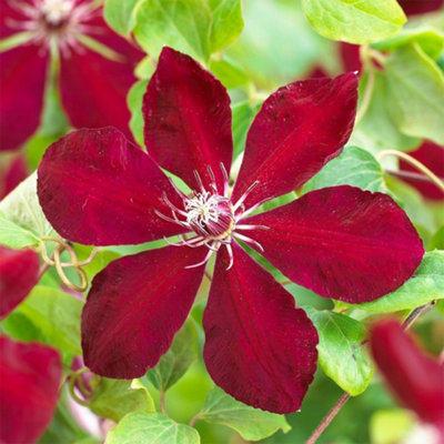 Primrose Clematis Westerplatte Early Large Flowered Clematis 3 Litre Pot 60Cm Cane Climbing Plant from B&Q