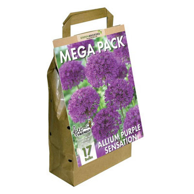 Greenbrokers Dutch Allium Purple Sensation Planting Bulb 17 Pack - Image 3