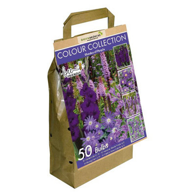GreenBrokers 50 Pack Dutch Purple Bee Friendly Mixed Planting Bulbs - Tulips, Crocus, Alliums - Image 3