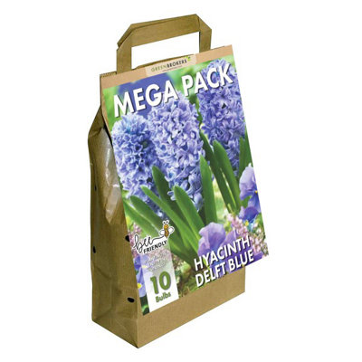 GreenBrokers Hyacinth Bulb - Delft Blue - Bee Friendly - 10 Pack - Image 3