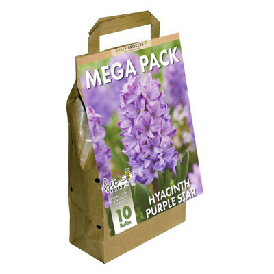 Greenbrokers Dutch Purple Star Hyacinth Planting Bulb 10 Pack - Image 3
