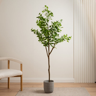 Scottish Everlastings Ltd. Scottish Everlastings Artificial 180Cm Real Touch Ficus Tree