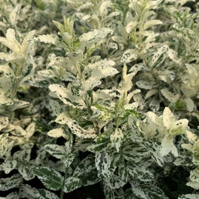 Plant Theory Harlequin Evergreen Bittersweet Shrub Plant Euonymus Fortunei 2L Pot from B&Q