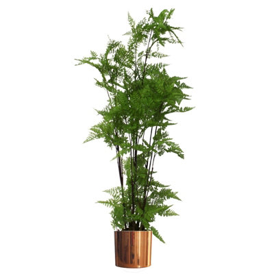 Leaf Artificial Natural Moss Base Fern Foliage Plant With Copper Metal Plater 150Cm