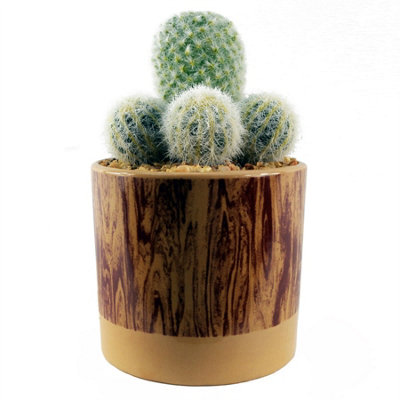 Leaf Artificial Cactus Arrangement In Ceramic Planter 20Cm