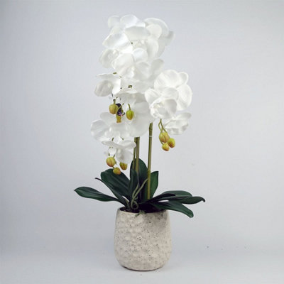 Blue Pirate White Pure Orchid With Ceramic Bubble Planter - Image 8
