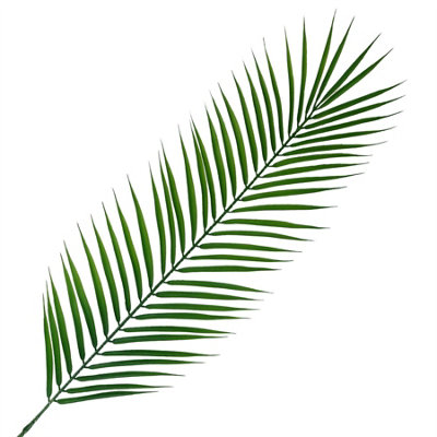 Leaf Unisex Green 100Cm Realistic Artificial Palm In - Image 5
