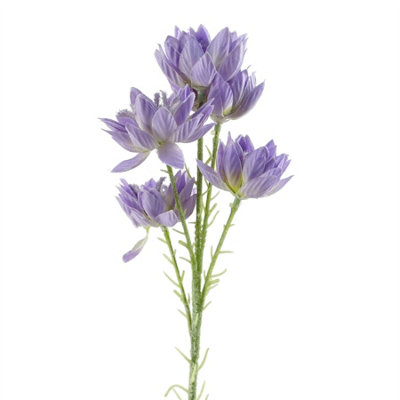 Leaf 60Cm Starflower Stem - 5 Flowers Purple