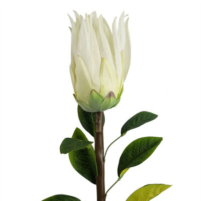 Leaf 65Cm Protea Sugarbush Flower Stem - White