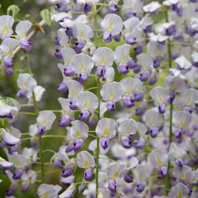 Plant Theory Wisteria Multijuga Japanese Wisteria White Flowering Vine Plant 80-100Cm Cane 3L Pot from B&Q