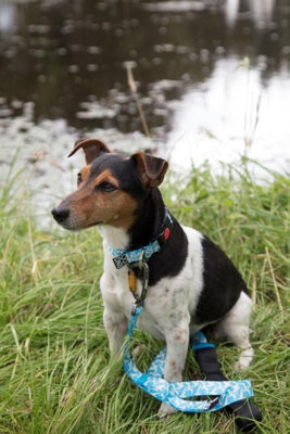 Dna Dogwear Summit Pro Lead Flock 1M from B&Q