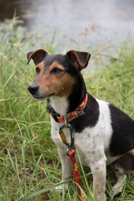 Dna Dogwear Summit Pro Lead Poppy 1.5M from B&Q