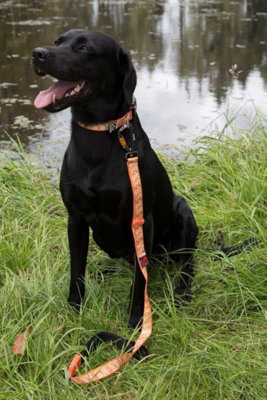 Dna Dogwear Summit Pro Lead Fox Den 1M from B&Q