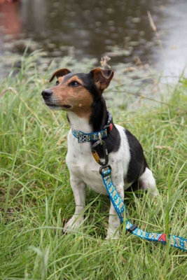Dna Dogwear Summit Pro Lead N Spirit 1M from B&Q