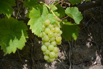 Direct Plants Grape Vine Vitis Vroege Van Der Laan 3-4Ft Tall Supplied In A 3 Litre Pot from B&Q