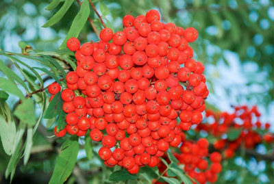 Direct Plants Sorbus Asplenifolia Cut Leaf Rowan Mountain Ash Tree 5-6Ft Supplied In A 7.5 Litre Pot from B&Q