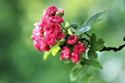 B&Q -  Crataegus Paul's Scarlet Tree 5-6Ft Supplied In A 7.5 Litre Pot
