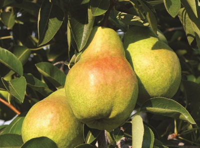B&Q -  Pyrus Williams Pear Fruit Tree 6Ft Tall Supplied In A 7.5 Litre Pot