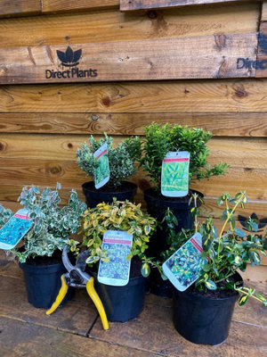 Direct Plants 5X Large Mixed Euonymus Evergreen Shrubs Garden Plants 2L (5 Colours) from B&Q