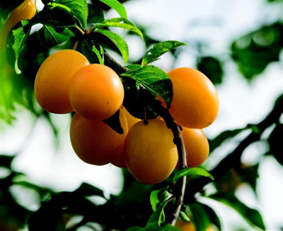 B&Q -  Prunus Mirabelle De Nancy Plum Fruit Tree 5-6Ft Supplied In A 7.5 Litre Pot