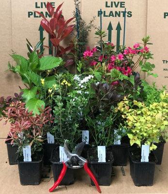 Direct Plants Mixed Garden Shrub SelectionPack Of 5 Established Plants Supplied In 9Cm Pots from B&Q