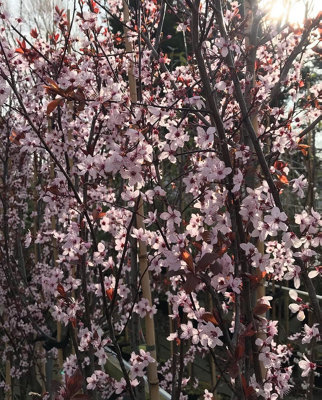 B&Q -  Prunus Pissardi Nigra Purple Leaf Flowering Plum Tree 6Ft Supplied In A 7.5 Litre Pot