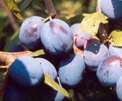 B&Q -  Prunus Damson Merryweather Plum Fruit Tree 5-6Ft Supplied In A 7.5 Litre Pot
