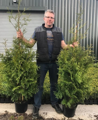 Direct Plants Thuja Plicata Gelderland Western Red Cedar Conifer Tree (Large Specimen) 5Ft Tall Supplied In A 10 Litre Pot from B&Q
