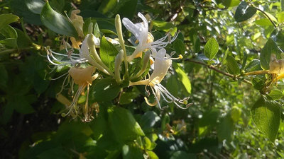 Direct Plants Lonicera Halliana Evergreen Honeysuckle Fragrant Climbing Plant 3-4Ft Supplied In A 3 Litre Pot from B&Q