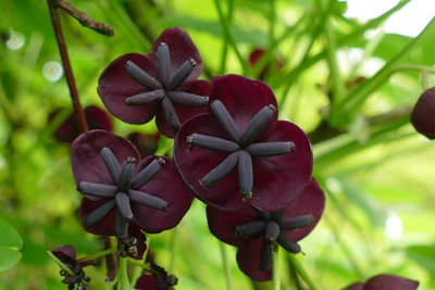 Direct Plants Akeba Quinata Chocolate Vine Climbing Plant 3-4Ft Supplied In A 3 Litre Pot from B&Q