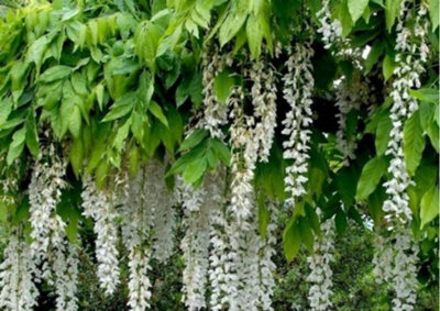 Direct Plants Wisteria Alba White Climbing Plant 3-4Ft Supplied In A 3 Litre Pot from B&Q